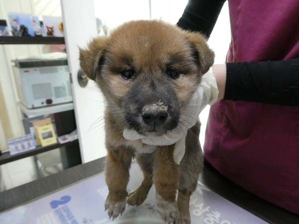 종료(자연사) 믹스…